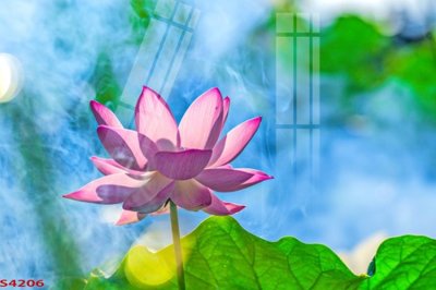 Tải file Tranh hoa sen cá cửu ngư quần hội S4206 (gốc) làm tranh trang trí