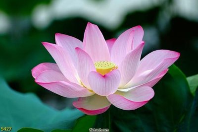 Tải file tranh Tranh cửu ngư quần hội sen cá S427 (gốc) tại Filetranh.com