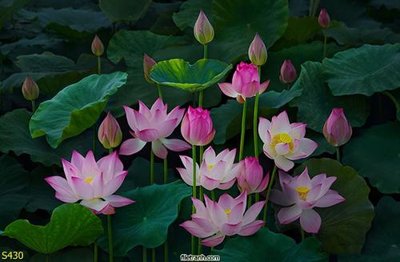 File ảnh Tranh cửu ngư quần hội sen cá S430 (gốc) cho trang trí nội thất