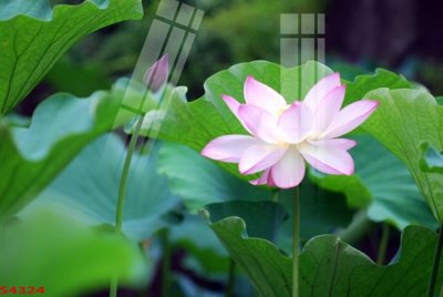 Download file gốc Tranh hoa sen cá cửu ngư quần hội S4324 (in lụa) tranh 3D