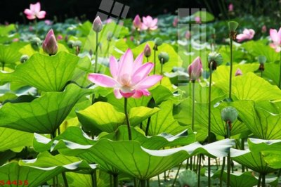 File gốc Tranh hoa sen cá cửu ngư quần hội S4435 (in lụa) tranh mã đáo