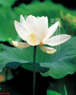 File ảnh Tranh hoa sen cá cửu ngư quần hội S4436 (gốc) in PP, decal