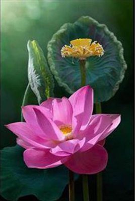 File gốc Tranh cửu ngư quần hội sen cá S446 (in lụa) trang trí tường