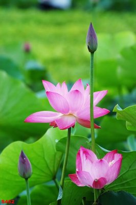 File PSD Tranh cửu ngư quần hội sen cá S452 (gốc) nhiều lớp (multi-layer)