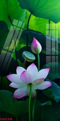 Download file tranh PSD Tranh hoa sen cá cửu ngư quần hội S4538 để chỉnh sửa