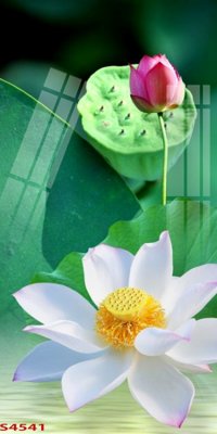 File gốc Tranh hoa sen cá cửu ngư quần hội S4541 (in lụa) trang trí tường