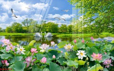 File in trần Tranh hoa sen cá cửu ngư quần hội S4571 (file gốc) xuyên sáng