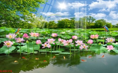 File tranh gốc Tranh hoa sen cá cửu ngư quần hội S4573 (bản quyền) file PSD