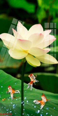 Hình ảnh file gốc Tranh hoa sen cá cửu ngư quần hội S4575 (chất lượng cao)