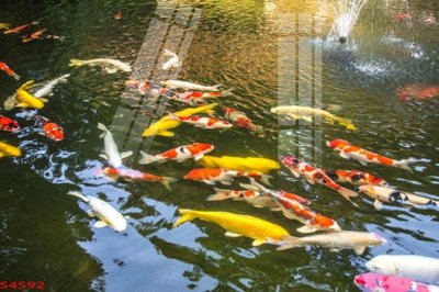 File tranh trang trí Tranh hoa sen cá cửu ngư quần hội S4592 (file gốc)