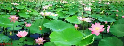 File gốc Tranh hoa sen cá cửu ngư quần hội S4757 (bản quyền) cho in ấn