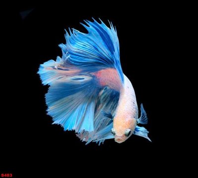 File tranh in trần Tranh cửu ngư quần hội sen cá S483 (ảnh gốc siêu nét)