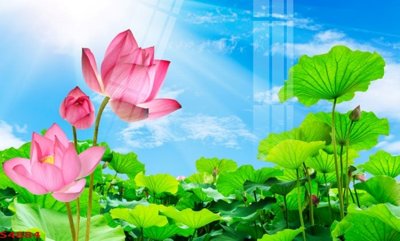 Tải file gốc Tranh hoa sen cá cửu ngư quần hội S4884 (bản PSD) còn layer