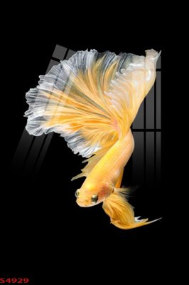 Tải file Tranh hoa sen cá cửu ngư quần hội S4929 (gốc) làm tranh trang trí