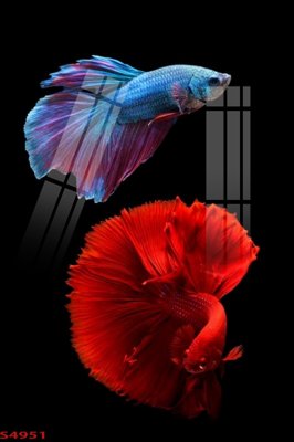 File tranh Tranh hoa sen cá cửu ngư quần hội S4951 (gốc) chủ đề thành phố