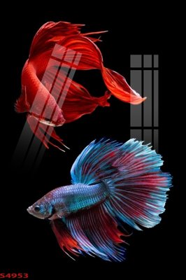 File gốc Tranh hoa sen cá cửu ngư quần hội S4953 (thiết kế) độc quyền