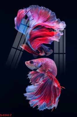 File in mica Tranh hoa sen cá cửu ngư quần hội S4967 (ảnh gốc) đẹp