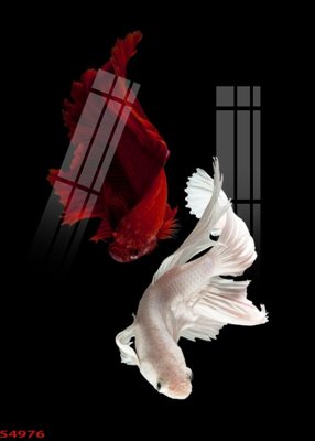 File tranh gốc Tranh hoa sen cá cửu ngư quần hội S4976 (bản quyền) Filetranh.com