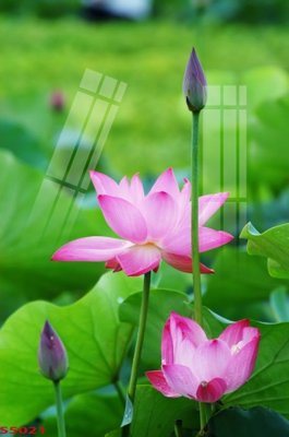 Ảnh mô tả file gốc in mica Tranh hoa sen cá cửu ngư quần hội S5021