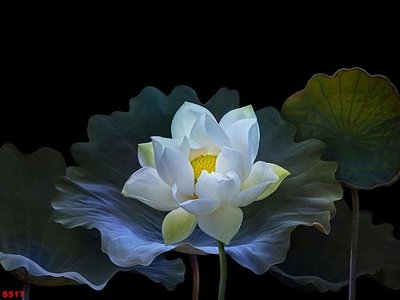 Tải file gốc Tranh cửu ngư quần hội sen cá S517 (in khổ lớn) không mờ