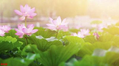 Tải file gốc Tranh cửu ngư quần hội sen cá S538 (bản PSD) gốc