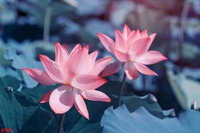 File gốc Tranh cửu ngư quần hội sen cá S546 (thiết kế) cho in ấn