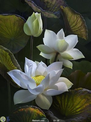 Tải file gốc Tranh cửu ngư quần hội sen cá S8 (in khổ lớn) không mờ