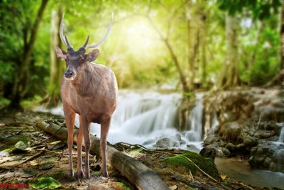 Download file Tranh sơn thủy thác nước phong thủy ST2258 (chất lượng in ấn)