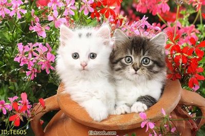 File gốc File tranh trẻ em TE605 (in tráng gương) hiện đại