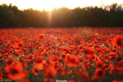 Tải về file gốc File tranh thủy mặc TM374 (chuẩn in ấn)