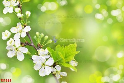 File in ấn File hoa trang sức TS1588 (bản gốc) chất lượng cao