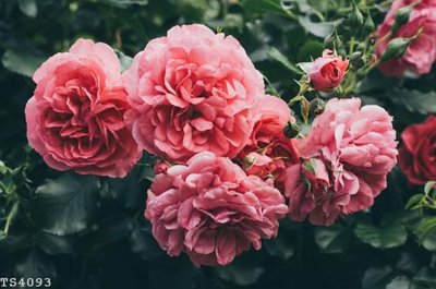 File gốc in ấn File hoa trang sức 3d TS4093 chất lượng vượt trội