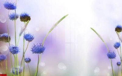 Tải xuống file tranh gốc File tranh hoa trang sức in tường 3d TS5753 (PSD/TIFF)