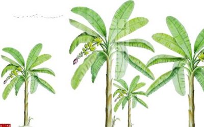 Tải file gốc in lụa File tranh hoa trang sức in tường 3d TS6271 siêu nét