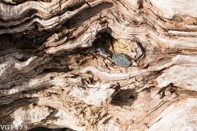 Download file ảnh gốc File in vân gỗ VG1479 để in ấn