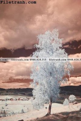 File in mica anh phong canh dung 190 (bản gốc) sắc sảo