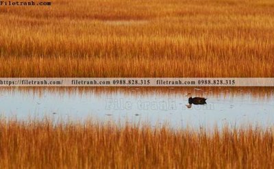File tranh quảng cáo buc anh ve nguoi chup 570 (file gốc) chuyên nghiệp