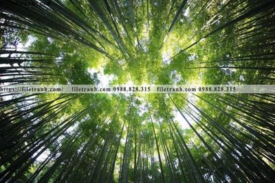 File tranh in tráng gương buc anh ve nguoi chup 707 (siêu nét)