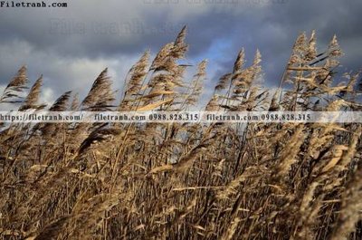 Tải file buc anh ve nguoi chup 735 (gốc) in ấn chất lượng