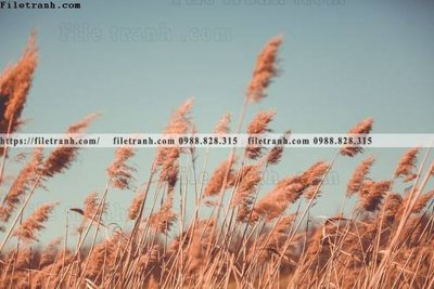 File in lụa buc anh ve nguoi chup 736 (tân cổ điển) buc anh ve nguoi chup 736