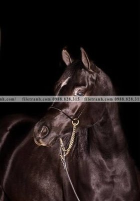 File gốc buc tranh ngua den trang 115 (in lụa) tranh phong thủy