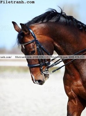 File tranh gốc buc tranh ngua den trang 123 (sắc nét từng chi tiết)