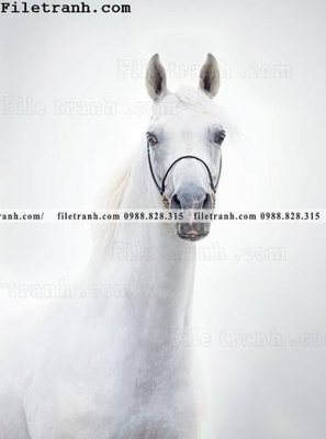 Tải file gốc buc tranh ngua den trang 125 (in khổ lớn) quảng cáo