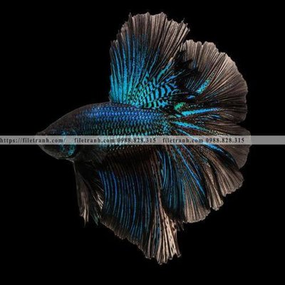 File gốc ca vang mau sac sang trong nhe nhang 122 (PNG) không nền chất lượng