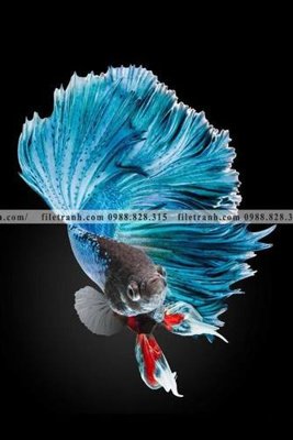 File gốc ca vang mau sac sang trong nhe nhang 141 (in tráng gương) hiện đại