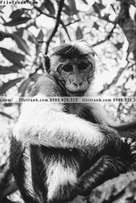 File ảnh can canh chup anh dong vat den trang 200 (gốc) in PP, decal