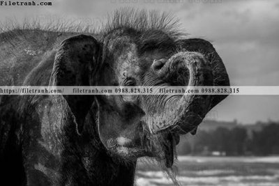 File gốc can canh chup anh dong vat den trang 203 cho in ấn và thiết kế