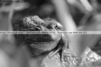 Download file gốc can canh chup anh dong vat den trang 206 (in mica) trang trí