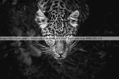 File tranh gốc in trần nhà can canh chup anh dong vat den trang 208 3D