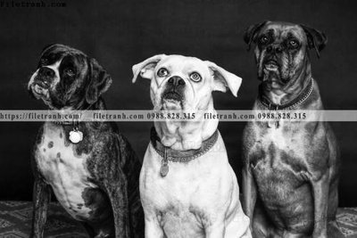 File tranh can canh chup anh dong vat den trang 211 (bản gốc) in lụa 3D